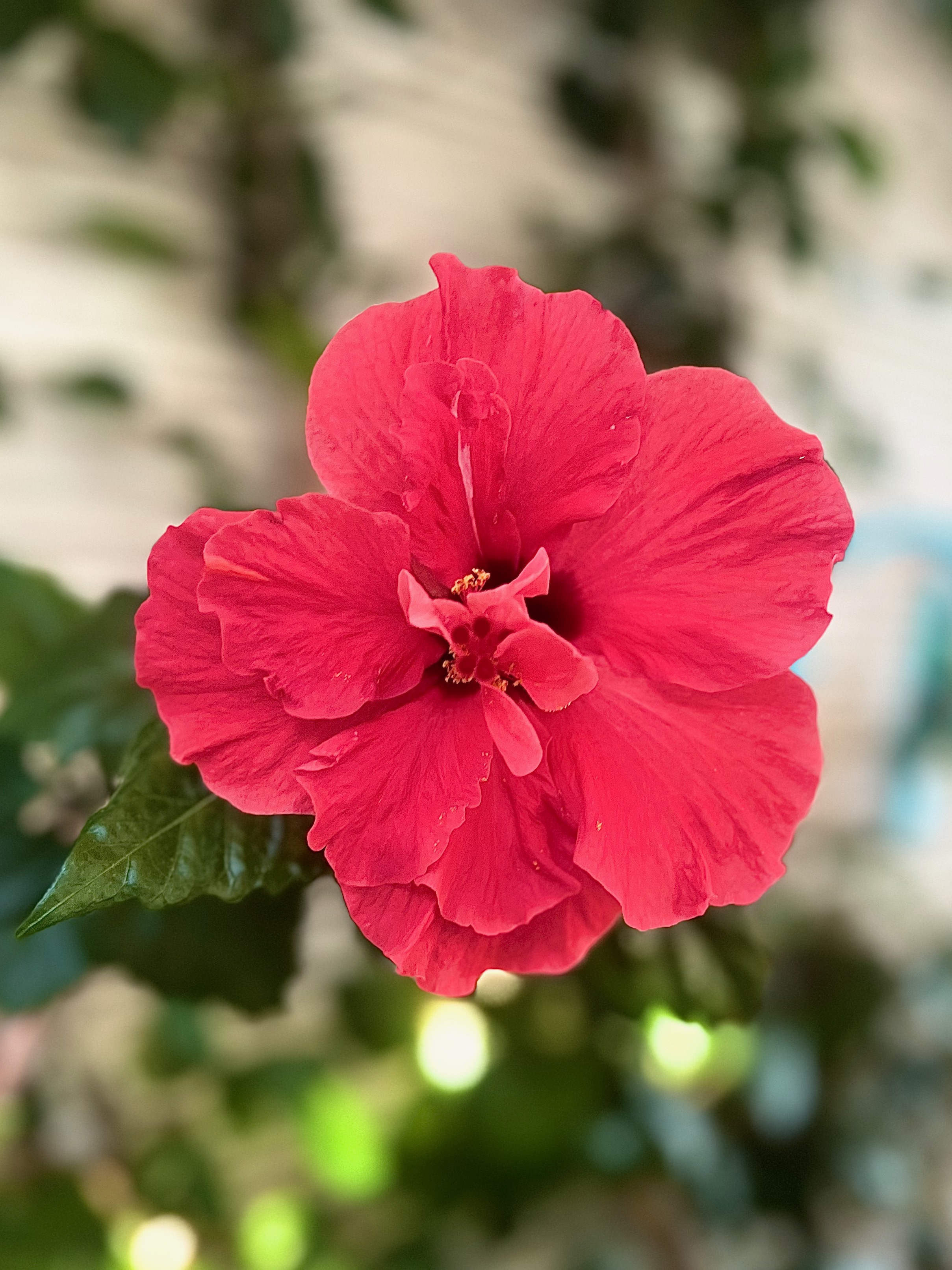 A beautiful hot pink flower