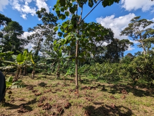 Conta Palm Trees