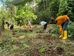 Four people, spaced fairly evenly, digging in a clearing