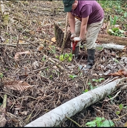 The photo shows a person bent over a small shovel wedged in the ground in a forest environment. Brush covers the forest floor, and there is a large log bifurcating the bottom-right corner of the image to create the hypotenuse of a triangle.