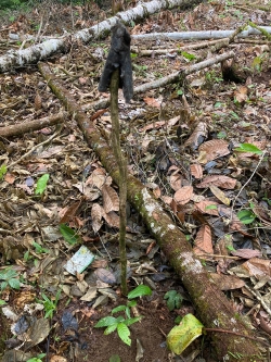 The image shows a forest floor of brush, sticks, and twigs. One such stick is stuck in the ground with what appears to be a black cloth attached to the top as a kind of market.