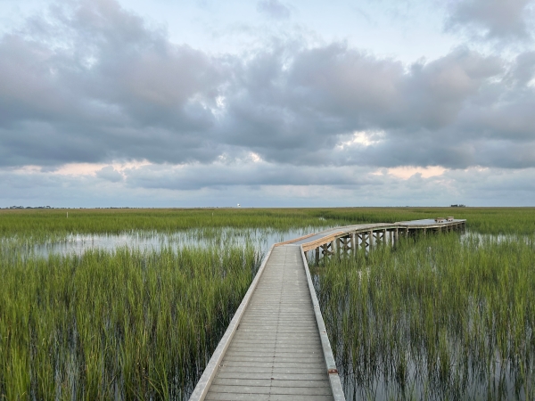 View of a wooden walkway on stilts that is built through a marshland with tall grasses