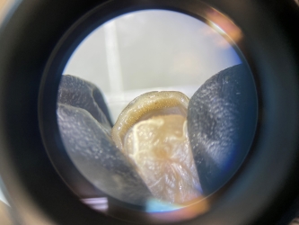 View through a microscope of various fish being identified.