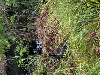 Looking closely into this marsh landscape, you can see the outline of a dark alligator in the grass.