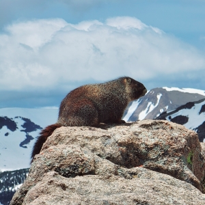 A marmot posing at Forest Canyon Overlook