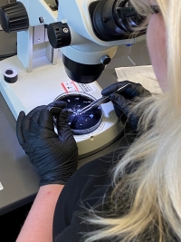 View over Jillian's left shoulder as she uses a microscope to see the minute maneuvers she needs to do