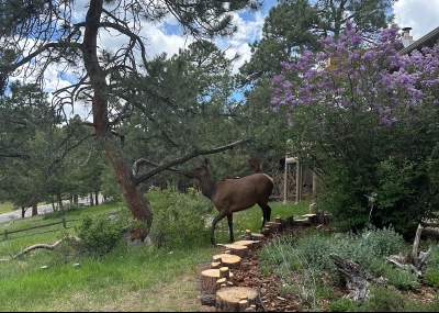 Al elk in a tree- and bush-filled yard