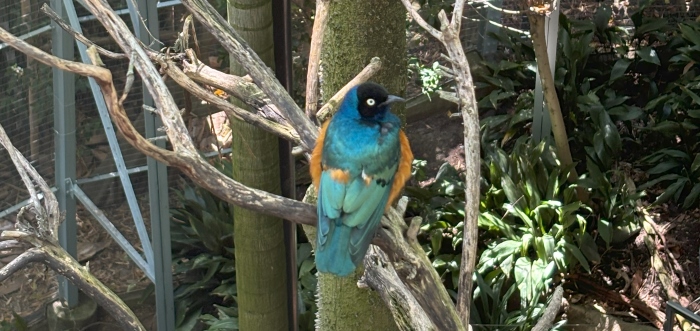 A blue-green bird resting on a tree branch