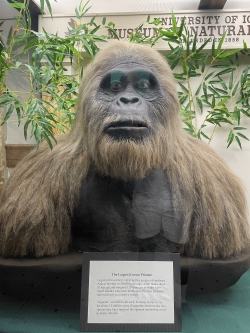 Gorilla exhibit at the Museum of Natural History in MacBride Hall at the University of Iowa