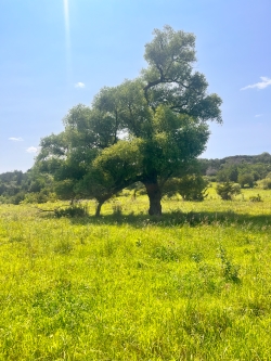 A large tree dominates the frame in this prairie landscape