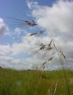 A single piece of prairie grass sways in the breeze.