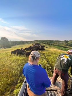 View from behind of Sam and coworker managing the bison