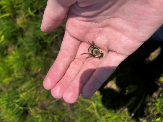 A small bumblebee rests in the palm of a person's hand.