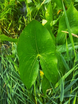 A large green leaf is the center focus with other green vegetation in the background.