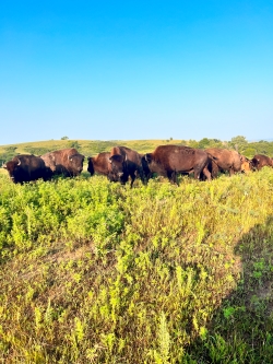 Group of bison on the prairie