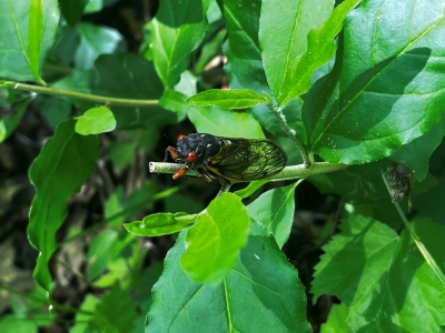 Dragonfly perching on a leaf