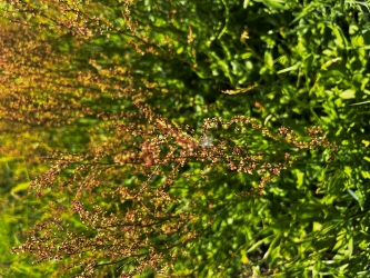 Photo of a field of golden-orange plants