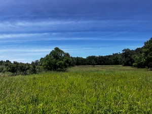 View of grassland with trees and blue sky in the background