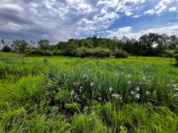 Grassland prairie with trees in the distance, lilac-colored flowers (possibly a type of lily) in the foreground, and a blue sky with some cumulus clouds obscuring the sun