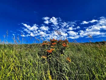 Orange flowers growing on the prairie