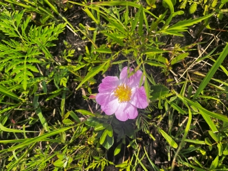 Close up on a flower with pink petals