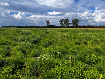 View of prairie with a few white flowers in the foreground