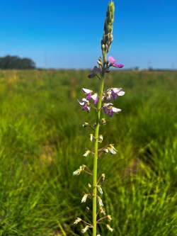 A long stem with lots of purple flowering buds