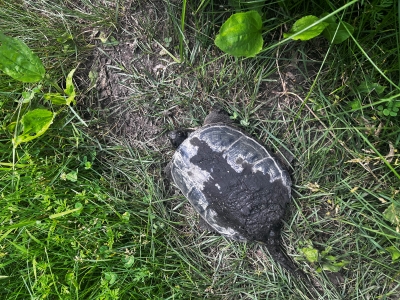 Blackish gray turtle walking through a grassy area