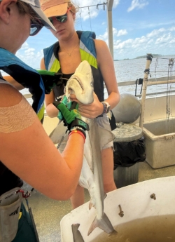 Anna and another researcher both carefully handle a shark between them
