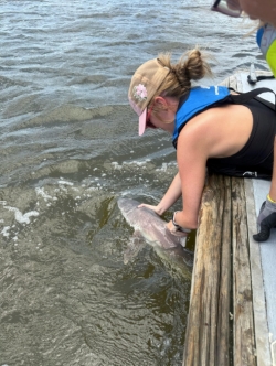 Anna releasing a shark back into the water