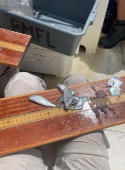 Various small aquatic species are arranged along a wooden measuring board sitting in someone's lap