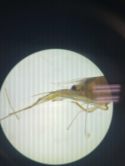 View of what appears to be a shrimp under a microscope