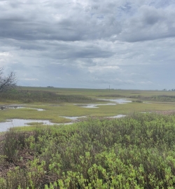 Grassy nature preserve area