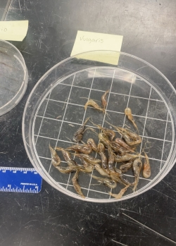 Grass shrimp in a wide petri-style dish