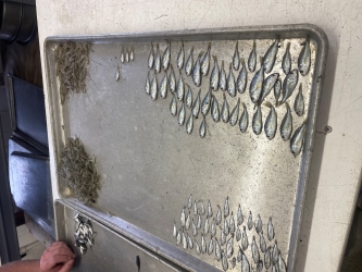 Large metal tray with different aquatic specimen sorted in the four corners of the tray