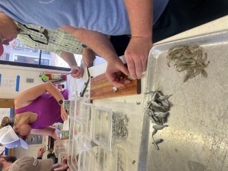 Team measuring and sorting aquatic specimens in clear plastic tubs and metal trays on a wooden table