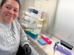 Charlotte in the bacteria hood working on building her drug plate and wearing a grey Cornell Rams softball shirt. 