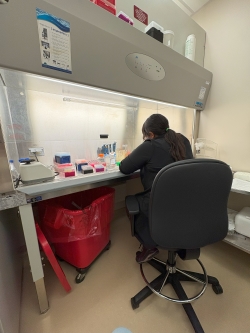 A woman sits bent over a microscope at a laboratory bench area