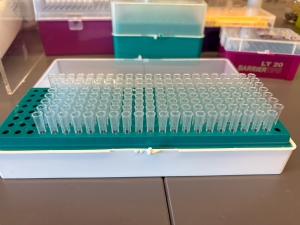 Box full of pipettes, which look like little clear glass vials