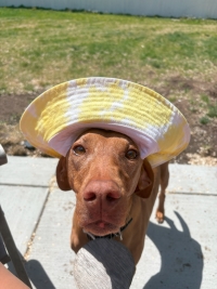 A brown dog wearing a yellow bucket had looks up at the camera, snout first