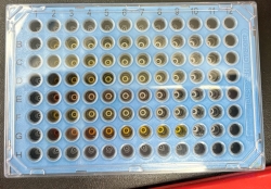 A honeycomb-like structure very much like a Connect-Four board. The structure itself is blue, and the little circles themselves are shades of yellow.