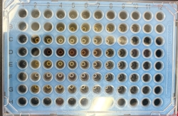 A honeycomb-like structure very much like a Connect-Four board. The structure itself is blue, and the little circles themselves are shades of yellow.