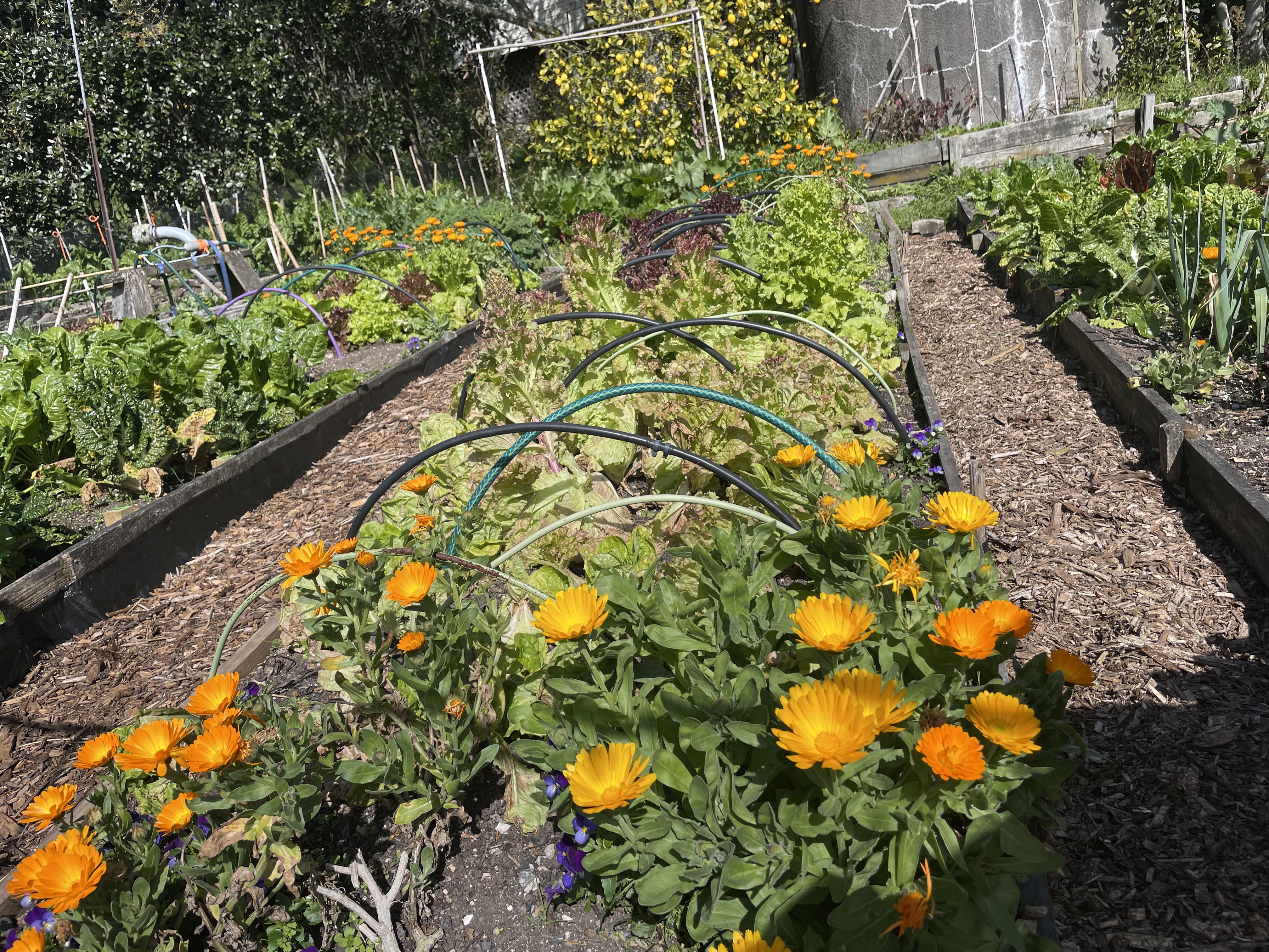 A photo of a garden growing various flowers and vegetables