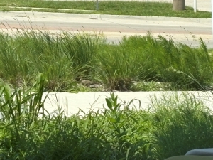 View of some prairie grass near a sidewalk, a bird of some kind barely visible with its dusty brown coloring nestled among the grass blades.