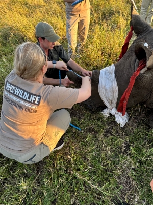 Peyton works with a team member to measure a rhino's horn. The rhino, also pictured, is blindfolded with white cloth and has red cloth ear plugs that are visible, both meant to reduce stress in the animal.