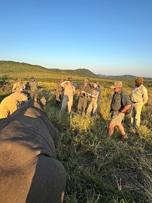 A rhinoceros lies on the ground on the left side of the image while various conservation team members dressed in khaki-colored clothing mill about in the rest of the frame.