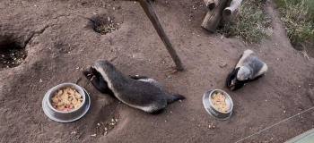 Honey Badgers Stoffel and Hammie enjoying their dinner consisting of day-old chicks. 
