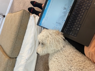 View of a laptop sitting in Sophie's lap and a fuzzy poodle-looking white dog snuggling next to her left leg.
