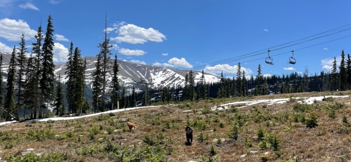 View of a sparsely snowy area on the edge of woods and mountains. A ski lift can be seen fairly close along the horizon.