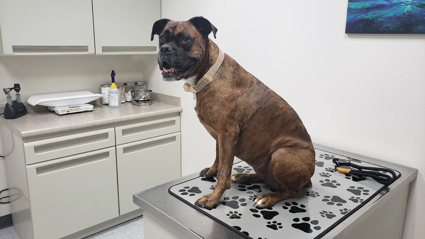 Large dog on an exam table in a vet's office.